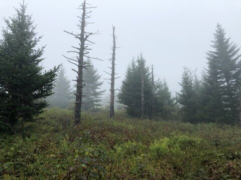 Mount Rogers - Grayson Highlands State Park, VA