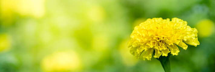 Concept nature view of yellow leaf on blurred greenery background in garden and sunlight with copy space using as background natural green plants landscape, ecology, fresh wallpaper concept.