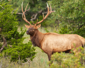 Naklejka na ściany i meble Bull Elk in the Wichita Mountains