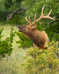 Naklejka na ściany i meble Bull Elk in the Wichita Mountains