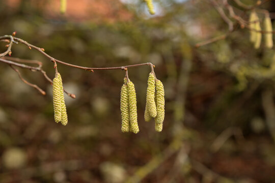 Closeup Shot Of Cute Birch Seeds Under The Sunlight