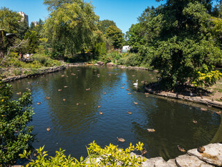 calm duck pond in city park with swan, trees, stone and plants