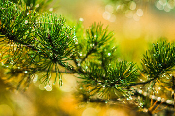 beautiful pine branch with drops of autumn rain in the autumn sun. real spruce branch forest, holiday, symbol, bokeh, nature