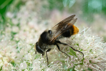 Hoverfly, Cheilosia illustrata feeding on hogweed, this insect mimics a bumblebee
