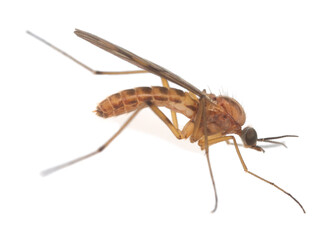 Wood gnat, Sylvicola isolated on white background