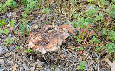 Drab Tooth, Bankera, fuligineoalba growing in coniferous environment among pine needles and...
