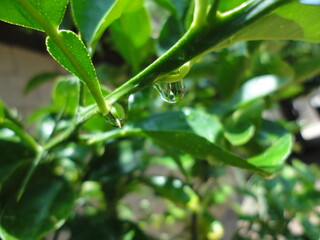 arbol limon con gotas de rocio en la mañana