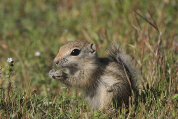Naklejka na ściany i meble Antelope Ground Squirrel
