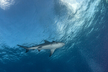 Bull shark at the Bahamas