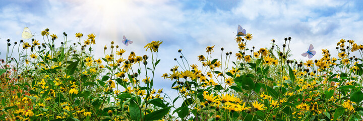 Blooming yellow flowers of the vegetable plant Jerusalem artichoke and a flying butterfly against a...
