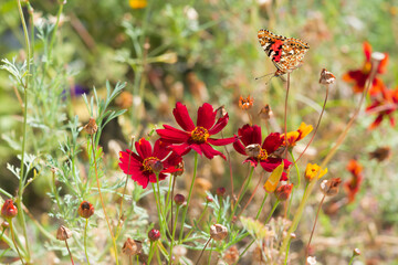 Delicate floral pink background of small purple and orange flowers on the flower bed.