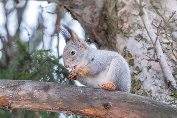 The squirrel sits on a fir branches in the winter or autumn.