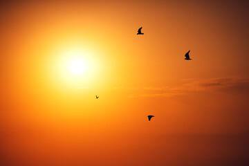 Flying seagulls over the sea