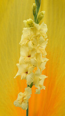 yellow gladiolus on a yellow textured background