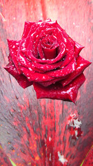 red rose with water drops on red textured background
