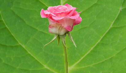 pink rose on green textured  background