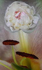 white peony  on a gray textured background