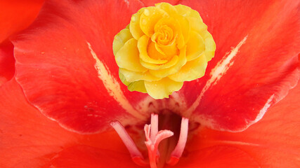 yellow rose on a red textured background