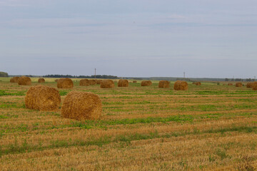 Fototapeta premium a large rolls of hay (straw) in the field, can be used as a desktop screensaver or background image