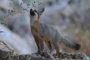 Island Fox and Wildflowers