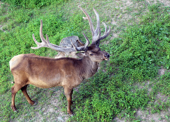Naklejka na ściany i meble Noble deer, with big horns walks in the forest