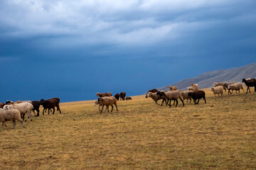 Obraz premium Bunch of sheeps grazing on mountain plateu with rain cloud background. Mountain valley landscape. Spring farm field landscape. Borokhudzip plateau, Kazakhstan.