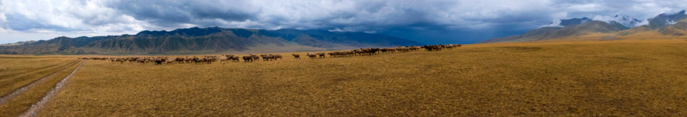 Bunch of sheeps grazing on mountain plateu with rain cloud background. Mountain valley landscape....
