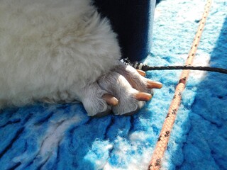 trimmed claws of a poodle dog close up - grooming and grooming concept