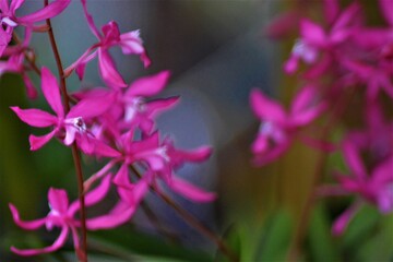 Fototapeta na wymiar Orquideas pequeñas rosadas