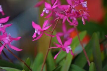 Orquideas pequeñas rosadas