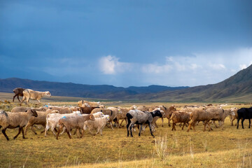 Obraz premium Bunch of sheeps grazing on mountain plateu with rain cloud background. Mountain valley landscape. Spring farm field landscape. Borokhudzip plateau, Kazakhstan.