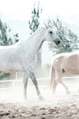 Obraz na płótnie Canvas Beautiful Graceful Free Horses in Motion 