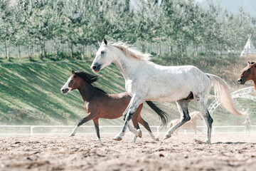 Beautiful Graceful Free Horses in Motion
