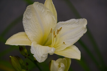Close Up of A Blooming White Lily