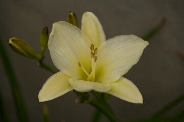Fototapeta na wymiar Close Up of a Blooming Yellow Lily