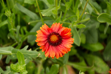 A Blanket Flower Blooming in the Garden