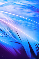 Macro photo of white feathers on colorful blue and purple background underwater