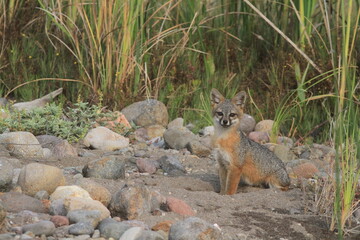 Island Fox Portrait