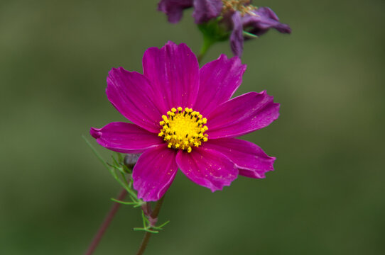 Pink Cosmos Blooming in a Garden