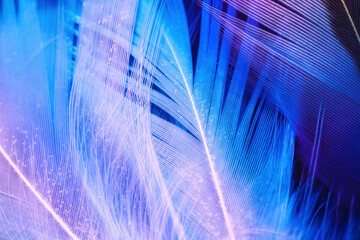 Macro photo of colorful feathers on dark deep background underwater