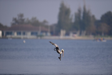 Naklejka premium Brown Pelican diving down for a catch