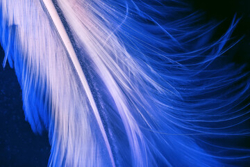 Macro photo of white romantical feather on blue deep background underwater