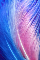 Macro photo of colorful feathers on deep blue background underwater