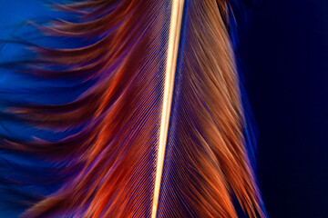 Macro photo of brown detailed single feather on deep dark background underwater with water bubbles