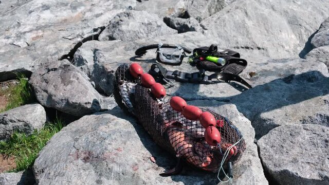 fish hunted in spearfishing sea food on the coast of chile maule region palaya de duao on sunny day chinguillo dive 
diver sport outdoor extreme nature wild life  colorado conger
