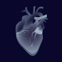 Human heart, circulatory system. Transparent organs on a dark background, vector illustration