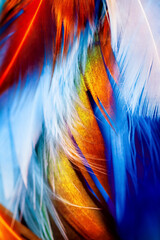 Macro photo of colorful detailed rooster feather on deep blue background underwater