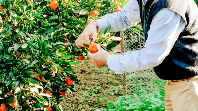 Man In The Field Picking Tangerines From The Tree