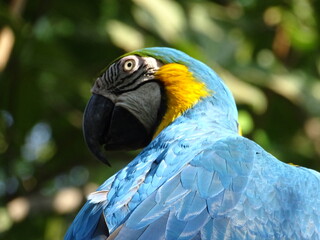 parrot into the forest