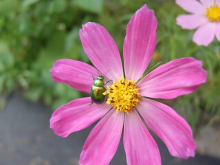 A beautiful pink flower with a green beetle on the petals. Biology.